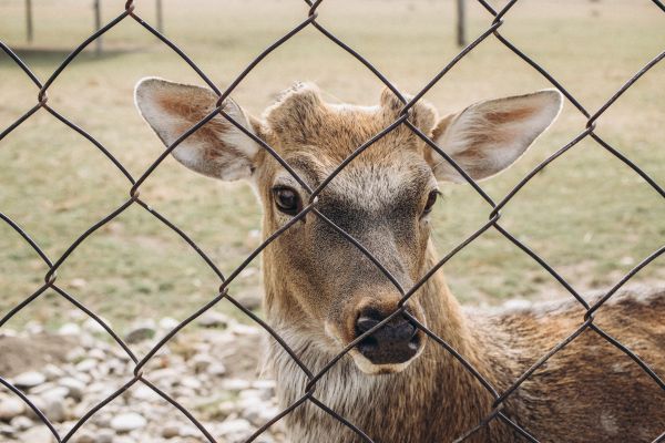 Deer Fencing Installation