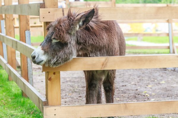 Wooden Pet Fence Installation